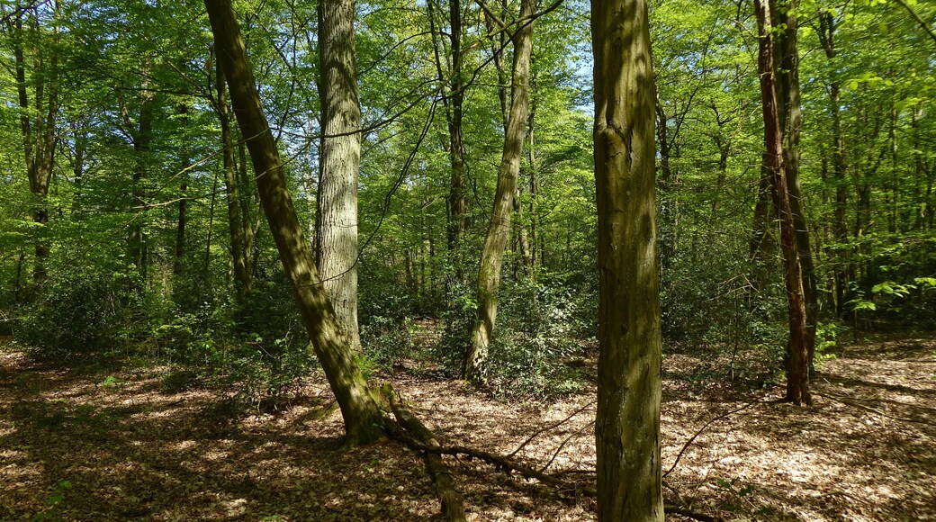 Im buchenreichen Eichen-Hainbuchen-Wald des FFH-Gebietes Hellern bei Wietze fallen außergewöhnlich viele Stechpalmenbüsche (Ilex aquifolium) auf.