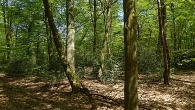 Im buchenreichen Eichen-Hainbuchen-Wald des FFH-Gebietes Hellern bei Wietze fallen außergewöhnlich viele Stechpalmenbüsche (Ilex aquifolium) auf.