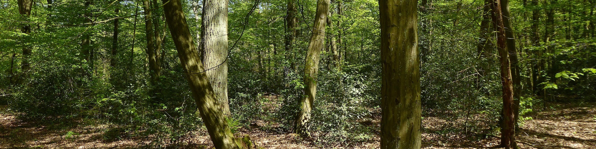 Im buchenreichen Eichen-Hainbuchen-Wald des FFH-Gebietes Hellern bei Wietze fallen außergewöhnlich viele Stechpalmenbüsche (Ilex aquifolium) auf.