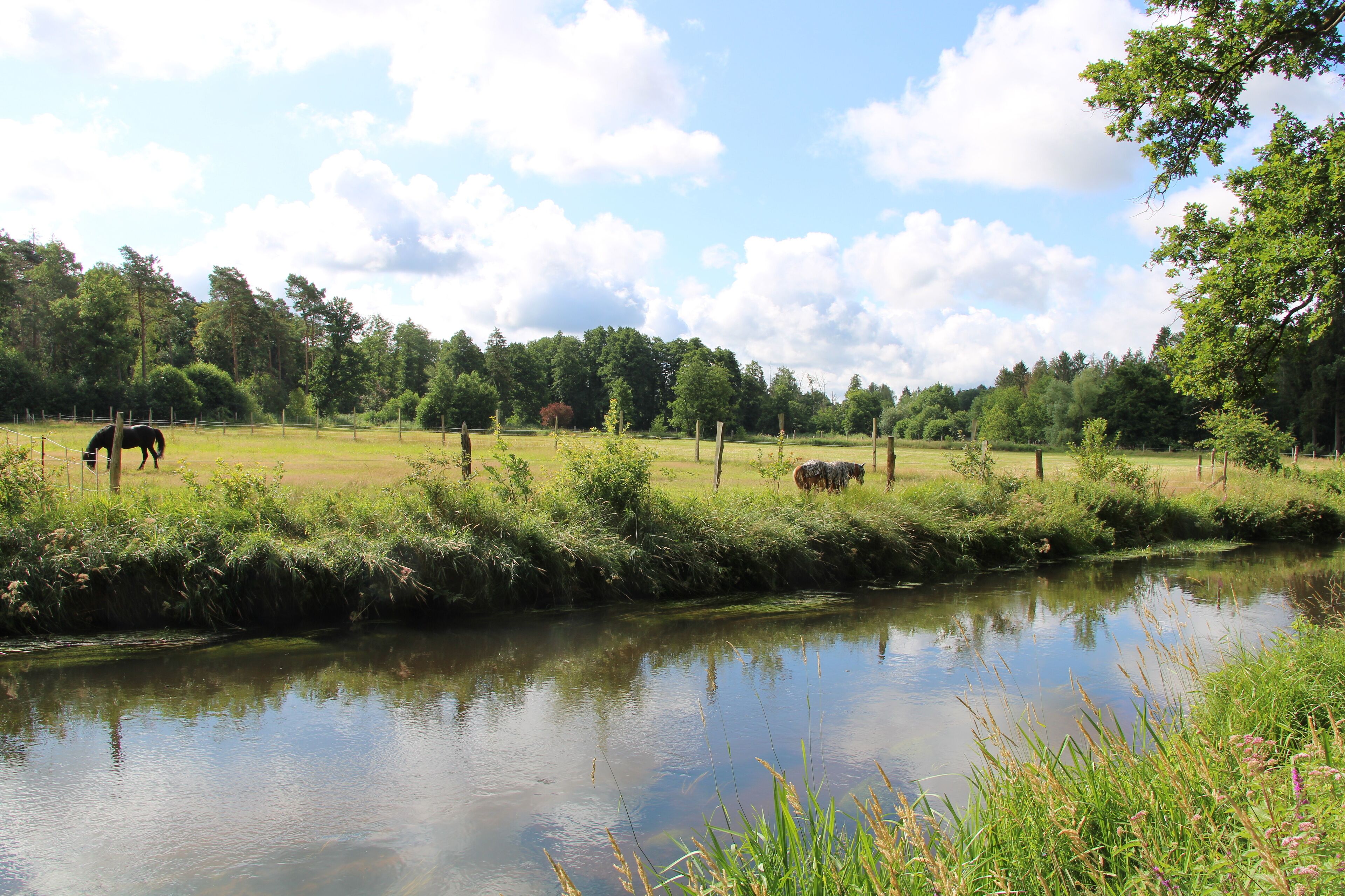 A calm river with horses grazing in a lush green field, surrounded by trees and a clear sky.