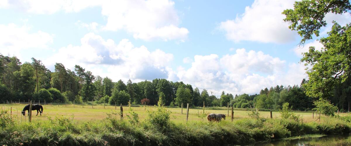 A calm river with horses grazing in a lush green field, surrounded by trees and a clear sky.