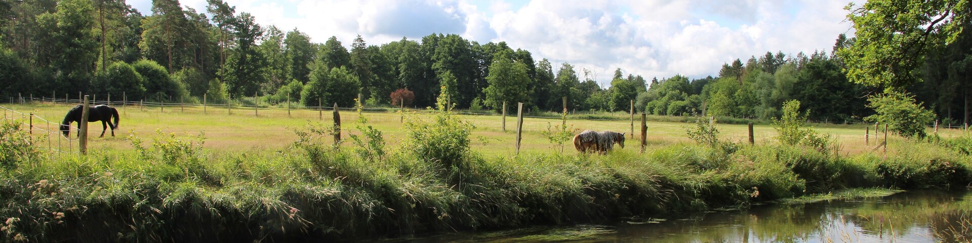 A calm river with horses grazing in a lush green field, surrounded by trees and a clear sky.