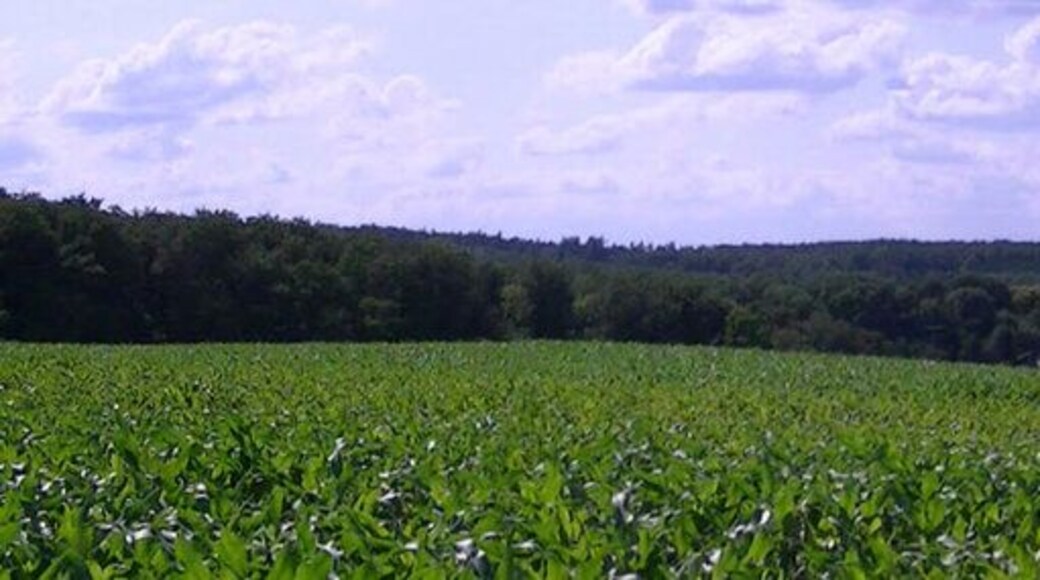 Panorama 2 Wiernsheim