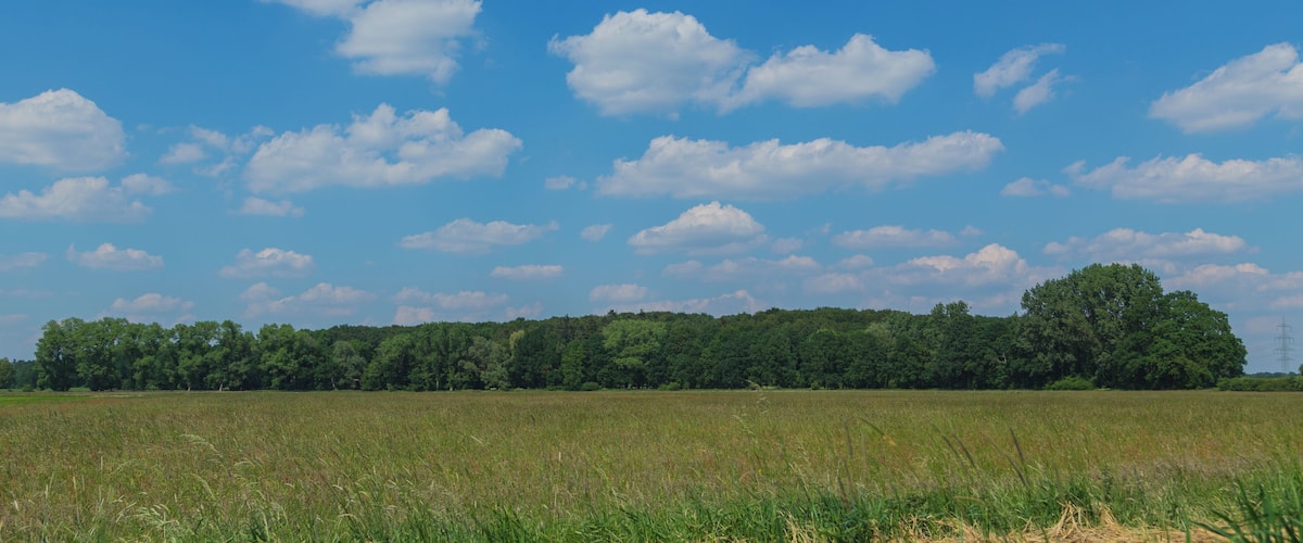 A field with a line of trees under a blue sky with clouds.