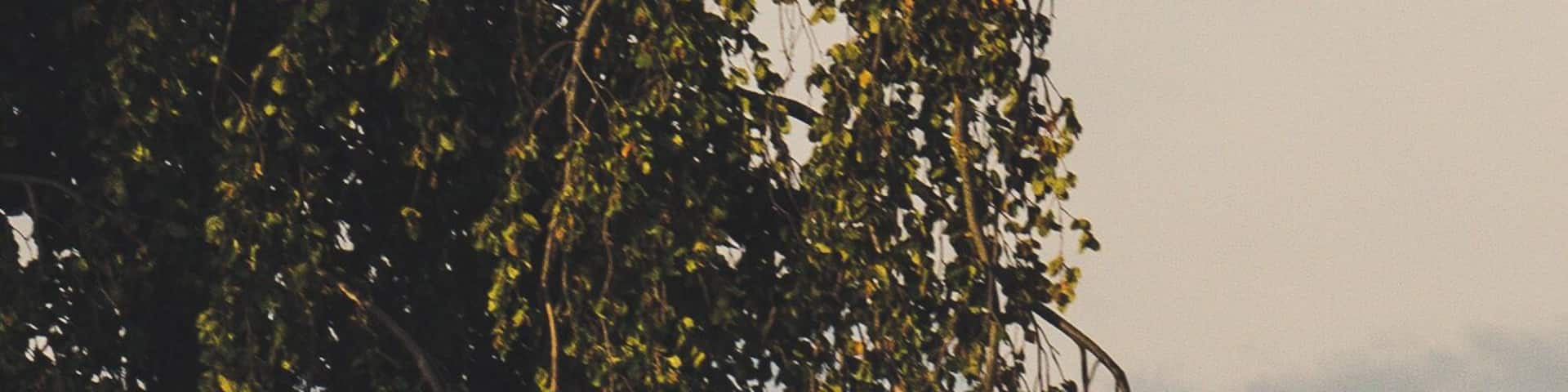 Blue heron landing on a tree near the Westerholt Palace.