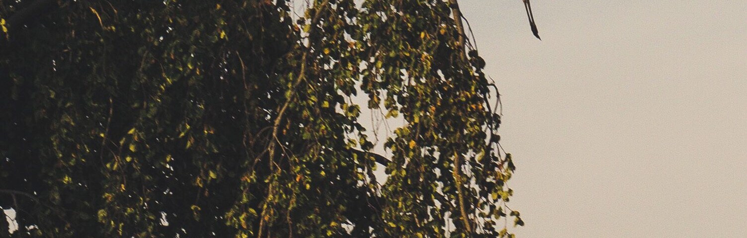 Blue heron landing on a tree near the Westerholt Palace.