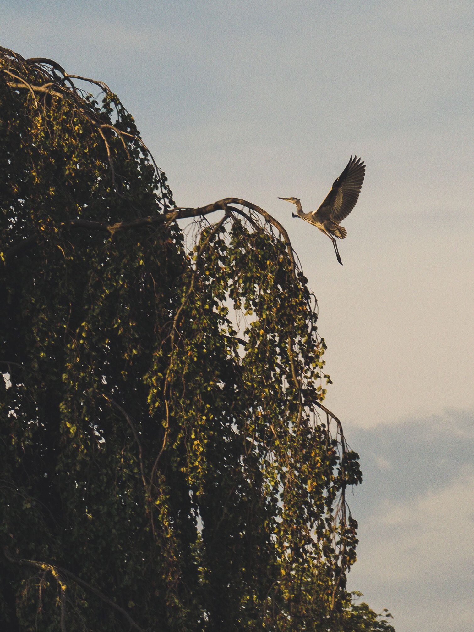 A bird flying near a tree with dense foliage.