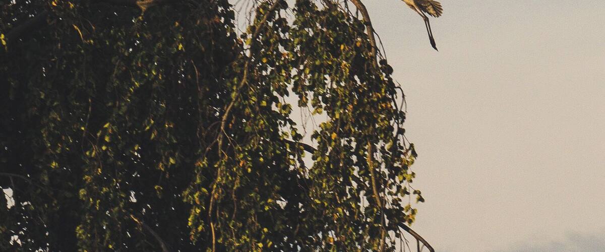 A bird flying near a tree with dense foliage.