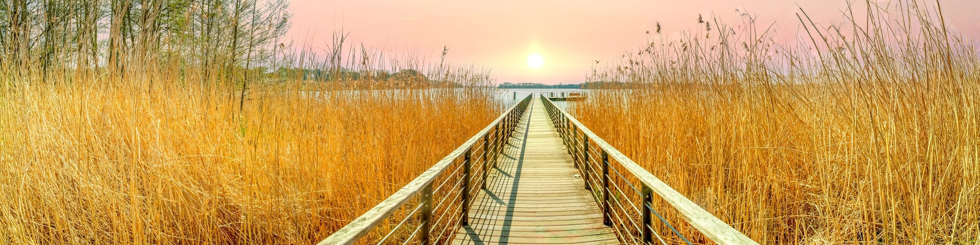 A wooden boardwalk leading through tall, dry grass towards a sunset.