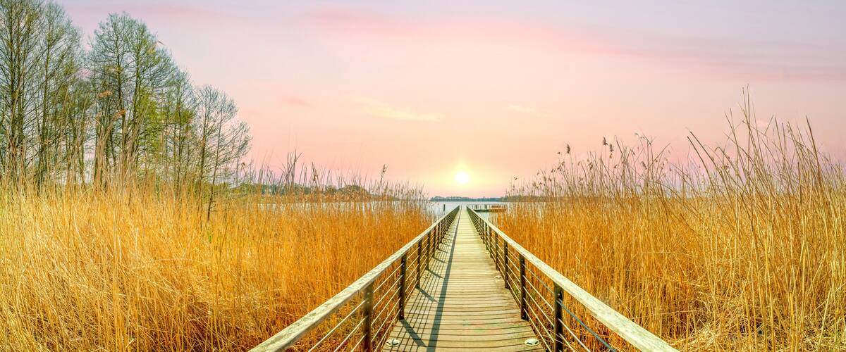A wooden boardwalk leading through tall, dry grass towards a sunset.