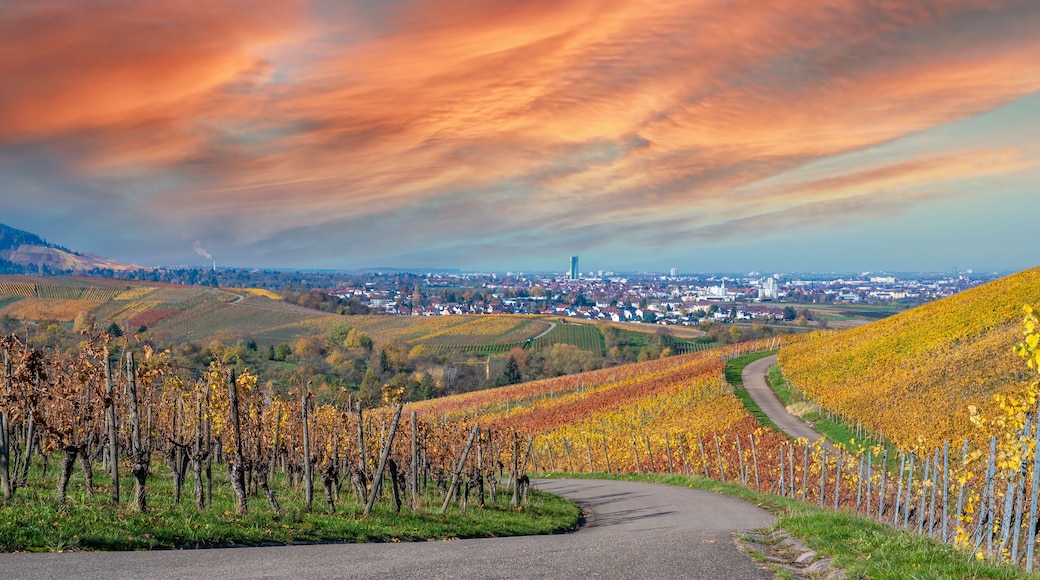 A vineyard with rows of grapevines, a winding road, and a distant cityscape under a colorful sky.