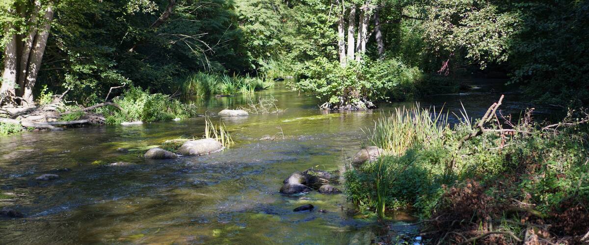 A clear stream with rocks and lush greenery.