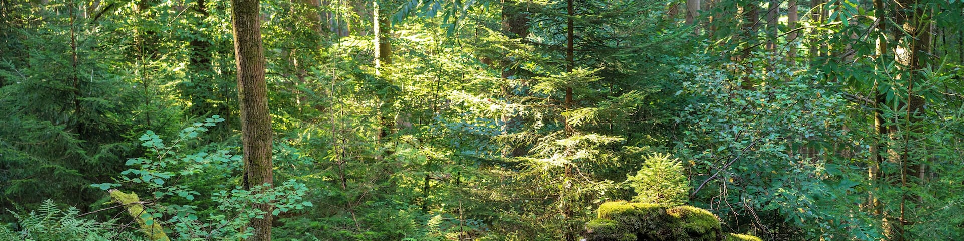 Von der Natur zurĂŒckeroberte Ruine eines Hauses im aufgelassenen Weiler Unterferdinandsdorf am Nordhang (zum Reisenbachtal hin) des Winterhauchs bei Waldbrunn. Von dem um 1850 aufgegebenen Weiler zeugen nur solche Mauerreste, die zeigen, wie die Natur menschliche Siedlungen zurĂŒckbaut und sie sich zunutze macht. Die Reste von Unterferdinandsdorf liegen laut Karte am Rand des Landschaftsschutzgebietes âReisenbachtalâ (Schutzgebiets-Nr. 2.25.001). Laut dem offiziellen Schutzgebiets-Steckbrief zĂ€hlen die Ruinen mit zum Landschaftsschutzgebiet (âTief eingeschnittenes Odenwaldtal mit Mauerresten der 1850 abgegangenen Siedlung Ferdinandsdorfâ â hier muss Unterferdinandsdorf gemeint sein, denn Oberferdinandsdorf lag ein ganzes StĂŒck sĂŒdwestlicher).