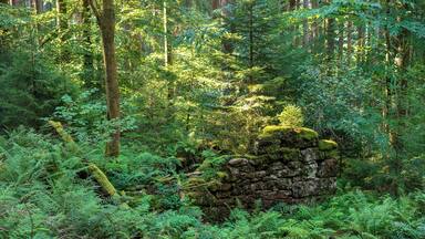 Von der Natur zurückeroberte Ruine eines Hauses im aufgelassenen Weiler Unterferdinandsdorf am Nordhang (zum Reisenbachtal hin) des Winterhauchs bei Waldbrunn. Von dem um 1850 aufgegebenen Weiler zeugen nur solche Mauerreste, die zeigen, wie die Natur menschliche Siedlungen zurückbaut und sie sich zunutze macht. Die Reste von Unterferdinandsdorf liegen laut Karte am Rand des Landschaftsschutzgebietes „Reisenbachtal“ (Schutzgebiets-Nr. 2.25.001). Laut dem offiziellen Schutzgebiets-Steckbrief zählen die Ruinen mit zum Landschaftsschutzgebiet („Tief eingeschnittenes Odenwaldtal mit Mauerresten der 1850 abgegangenen Siedlung Ferdinandsdorf“ – hier muss Unterferdinandsdorf gemeint sein, denn Oberferdinandsdorf lag ein ganzes Stück südwestlicher).