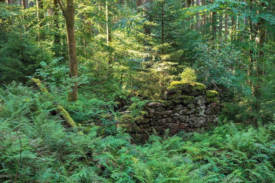 Un muro di pietra ricoperto di muschio in una fitta foresta, con felci e alberi.