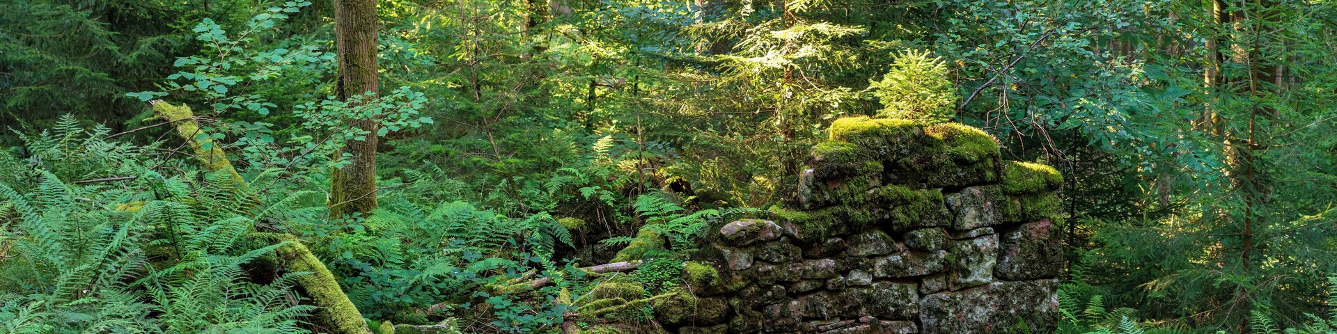 Von der Natur zurückeroberte Ruine eines Hauses im aufgelassenen Weiler Unterferdinandsdorf am Nordhang (zum Reisenbachtal hin) des Winterhauchs bei Waldbrunn. Von dem um 1850 aufgegebenen Weiler zeugen nur solche Mauerreste, die zeigen, wie die Natur menschliche Siedlungen zurückbaut und sie sich zunutze macht. Die Reste von Unterferdinandsdorf liegen laut Karte am Rand des Landschaftsschutzgebietes „Reisenbachtal“ (Schutzgebiets-Nr. 2.25.001). Laut dem offiziellen Schutzgebiets-Steckbrief zählen die Ruinen mit zum Landschaftsschutzgebiet („Tief eingeschnittenes Odenwaldtal mit Mauerresten der 1850 abgegangenen Siedlung Ferdinandsdorf“ – hier muss Unterferdinandsdorf gemeint sein, denn Oberferdinandsdorf lag ein ganzes Stück südwestlicher).
