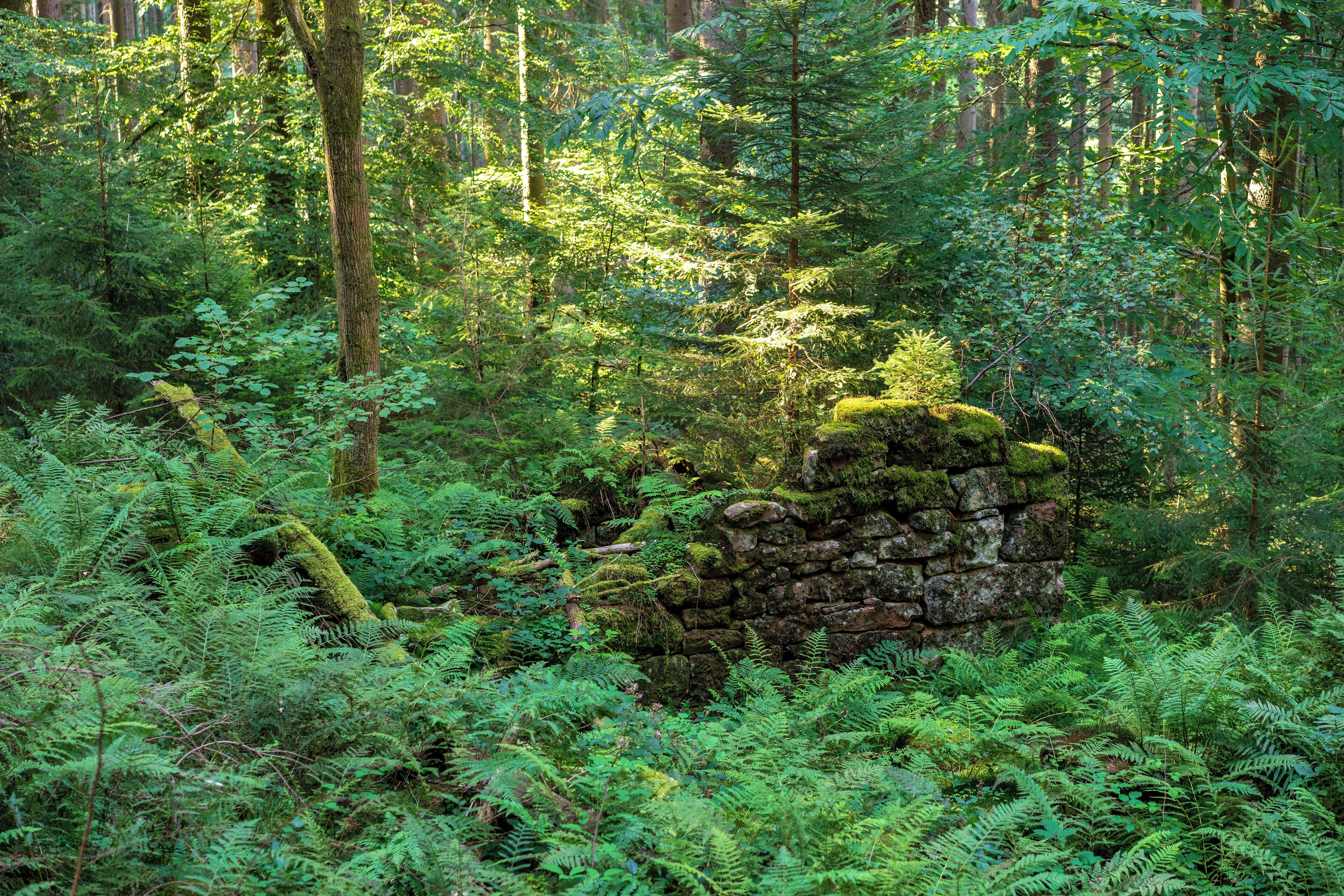 A moss-covered stone wall in a dense forest with ferns and trees.