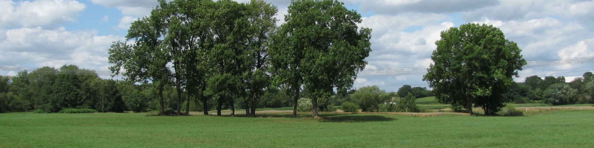 Baumgruppe in der Ederniederung bei Cappel
