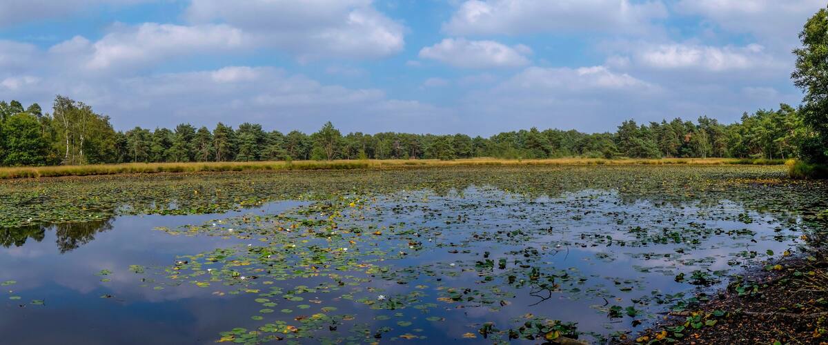 A calm lake with lily pads and a forest in the background.