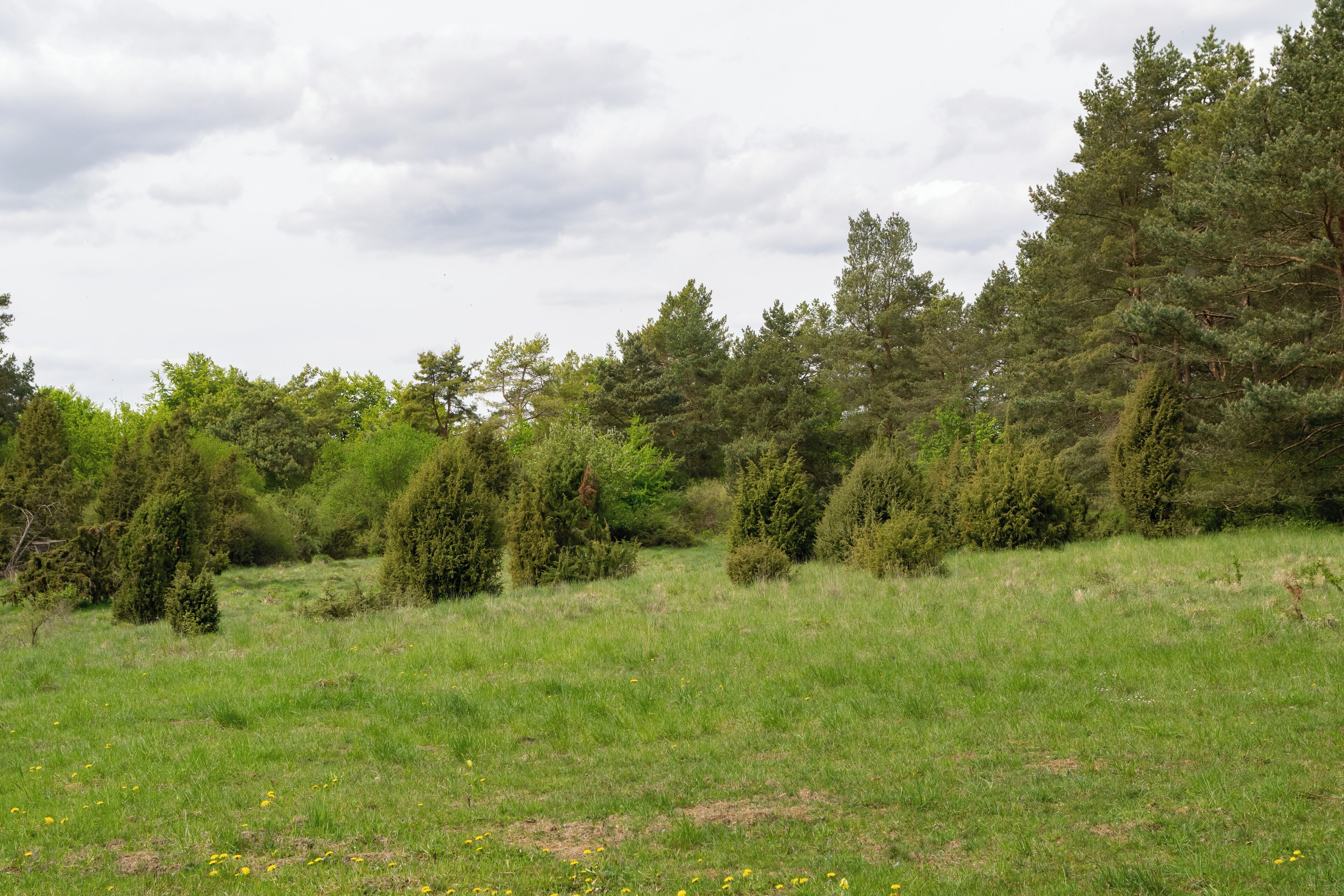 Naturschutzgebiet Iberg bei Hörle in Volkmarsen-Hörle, Landkreis Waldeck-Frankenberg