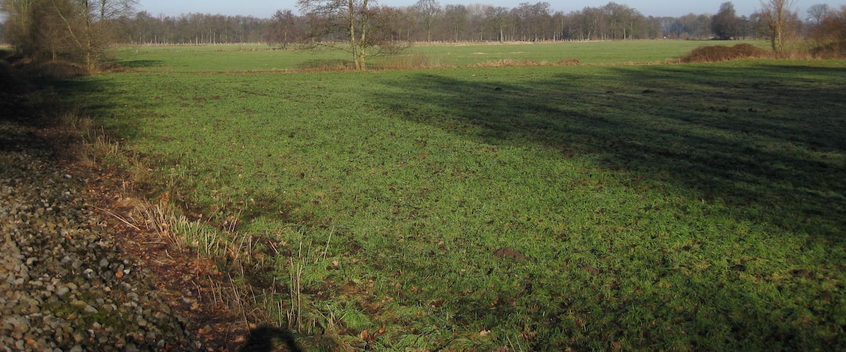 A grassy field with a single tree in the center and a line of trees in the background.