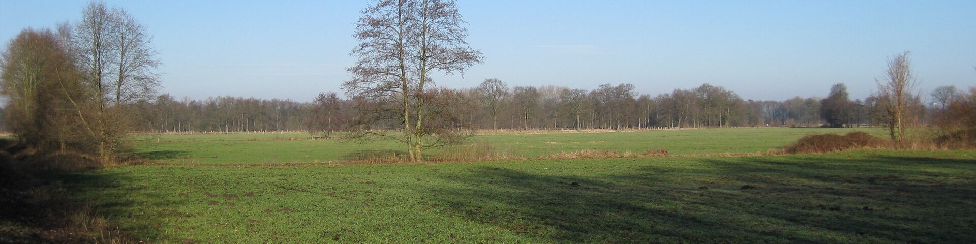 A grassy field with a single tree in the center and a line of trees in the background.