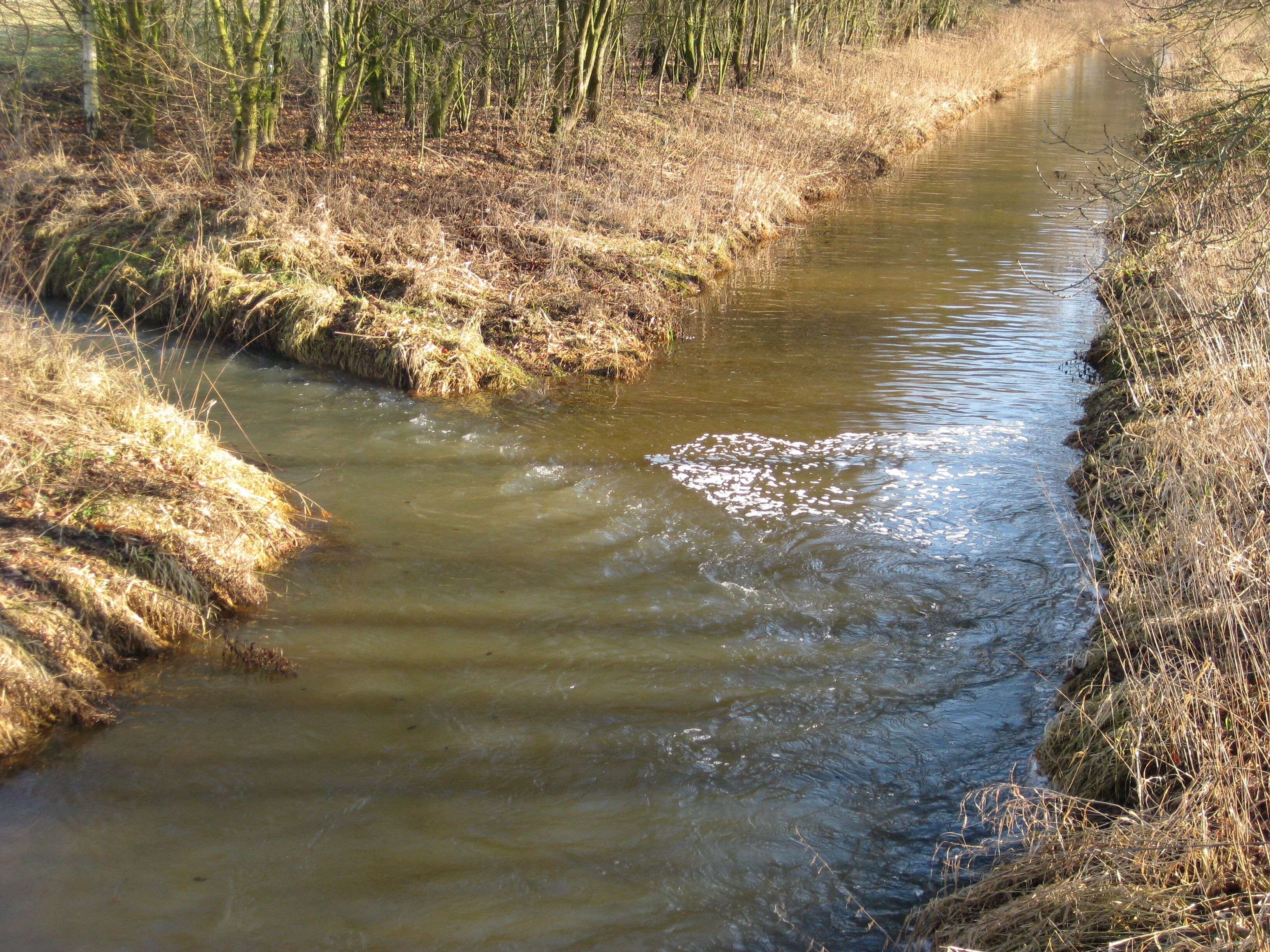 Mouth of the Neue Hessel into the Alte Hessel in nature reserve Versmolder Bruch near Versmold