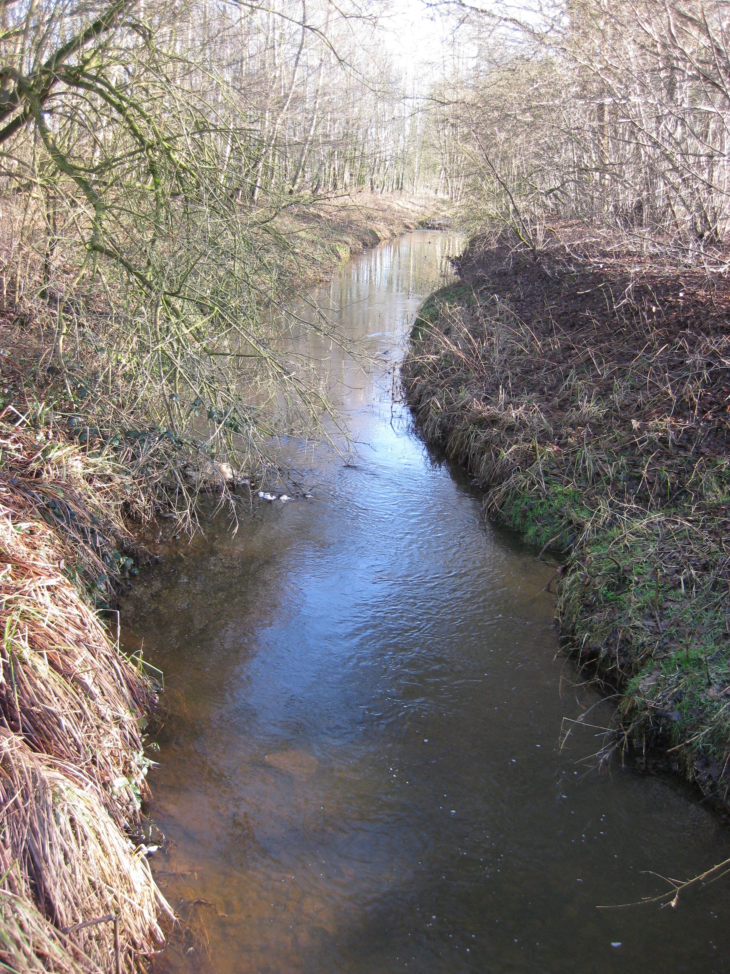Hessel in nature reserve Versmolder Bruch near Versmold