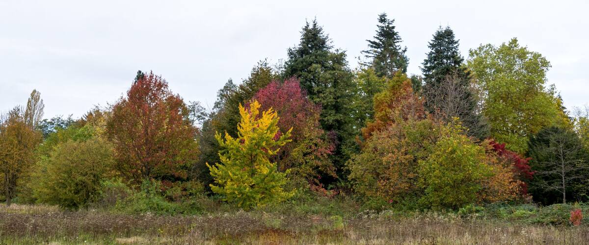 A forest with autumn foliage, including trees with yellow, red, and green leaves.
