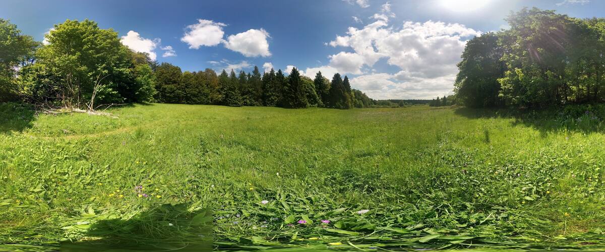 A grassy field with trees and a clear sky.