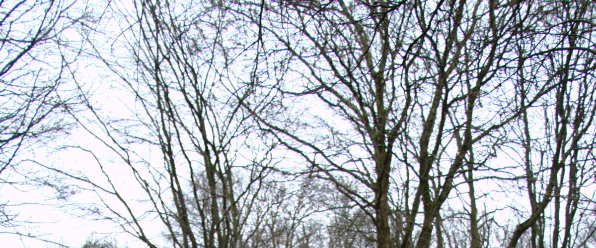 A sign with German text in a wooded area.