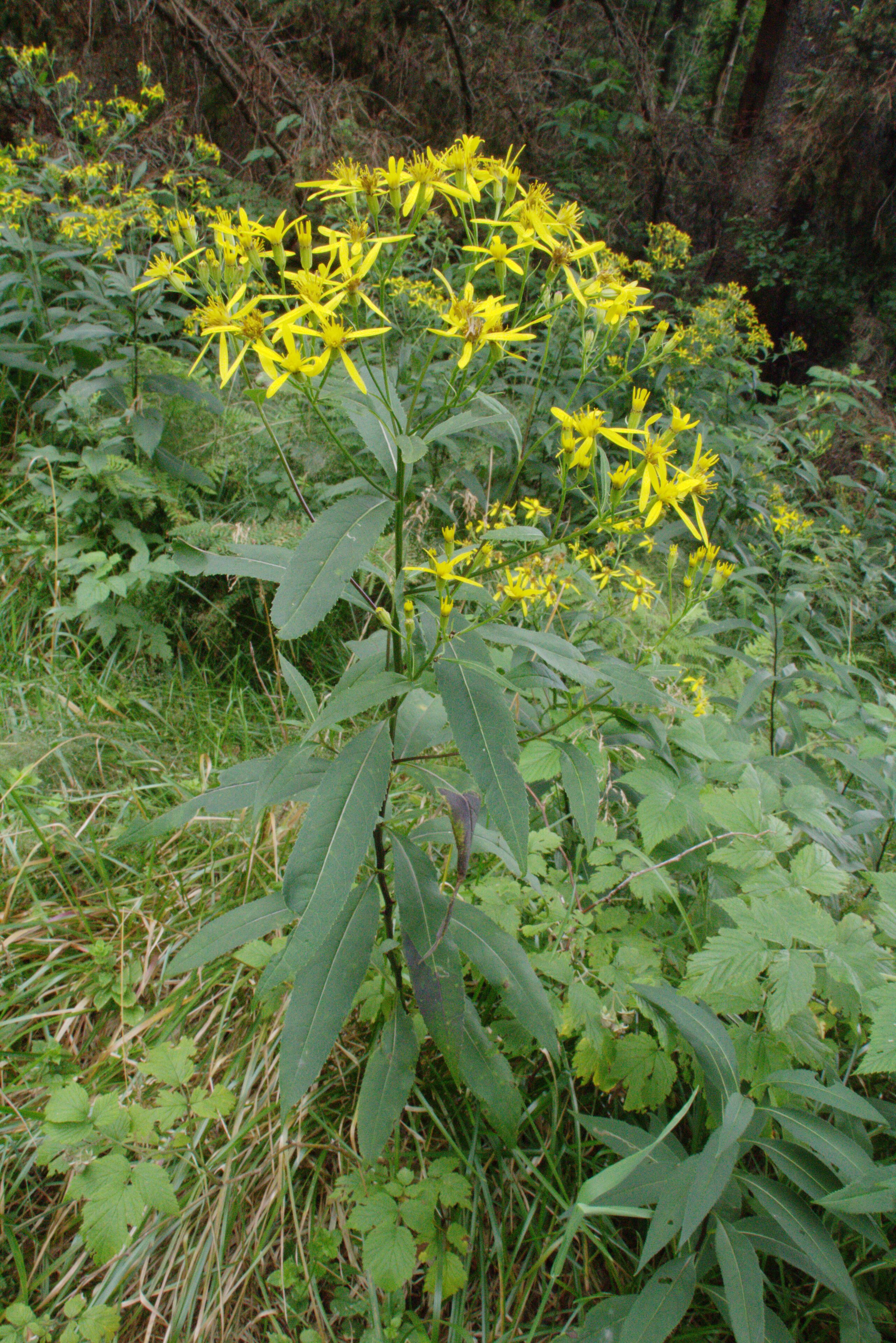 This is a picture of the protected area listed at WDPA under the ID