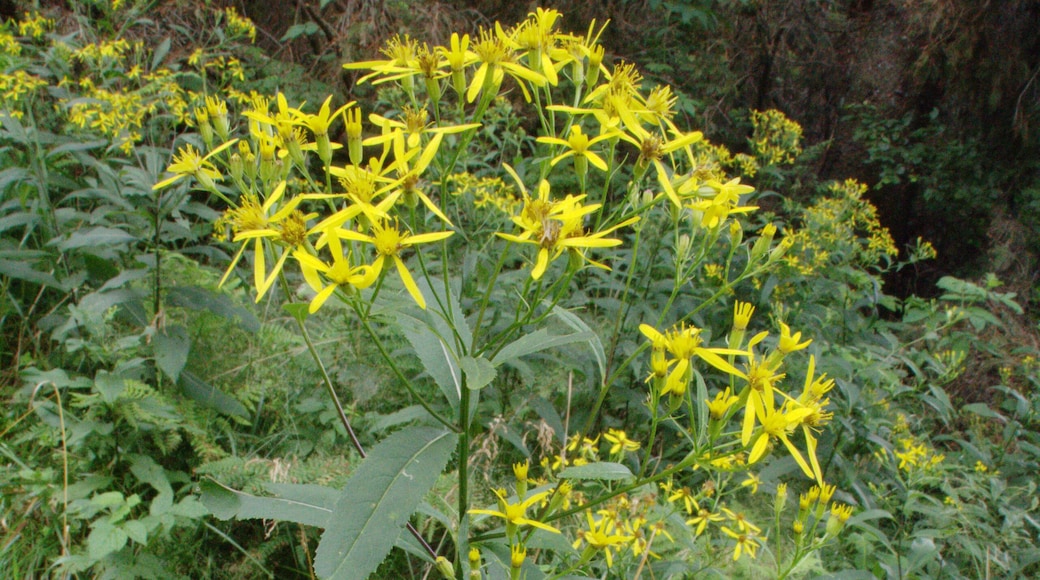 This is a picture of the protected area listed at WDPA under the ID