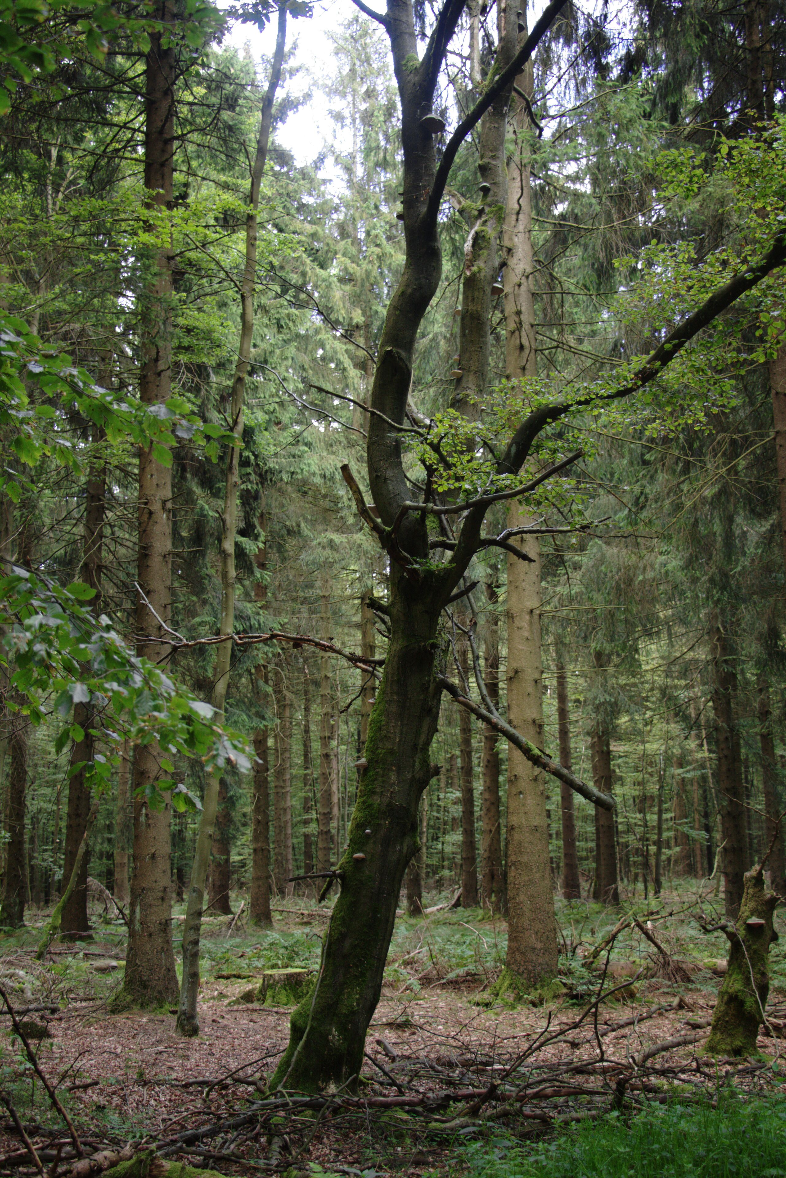 This is a picture of the protected area listed at WDPA under the ID