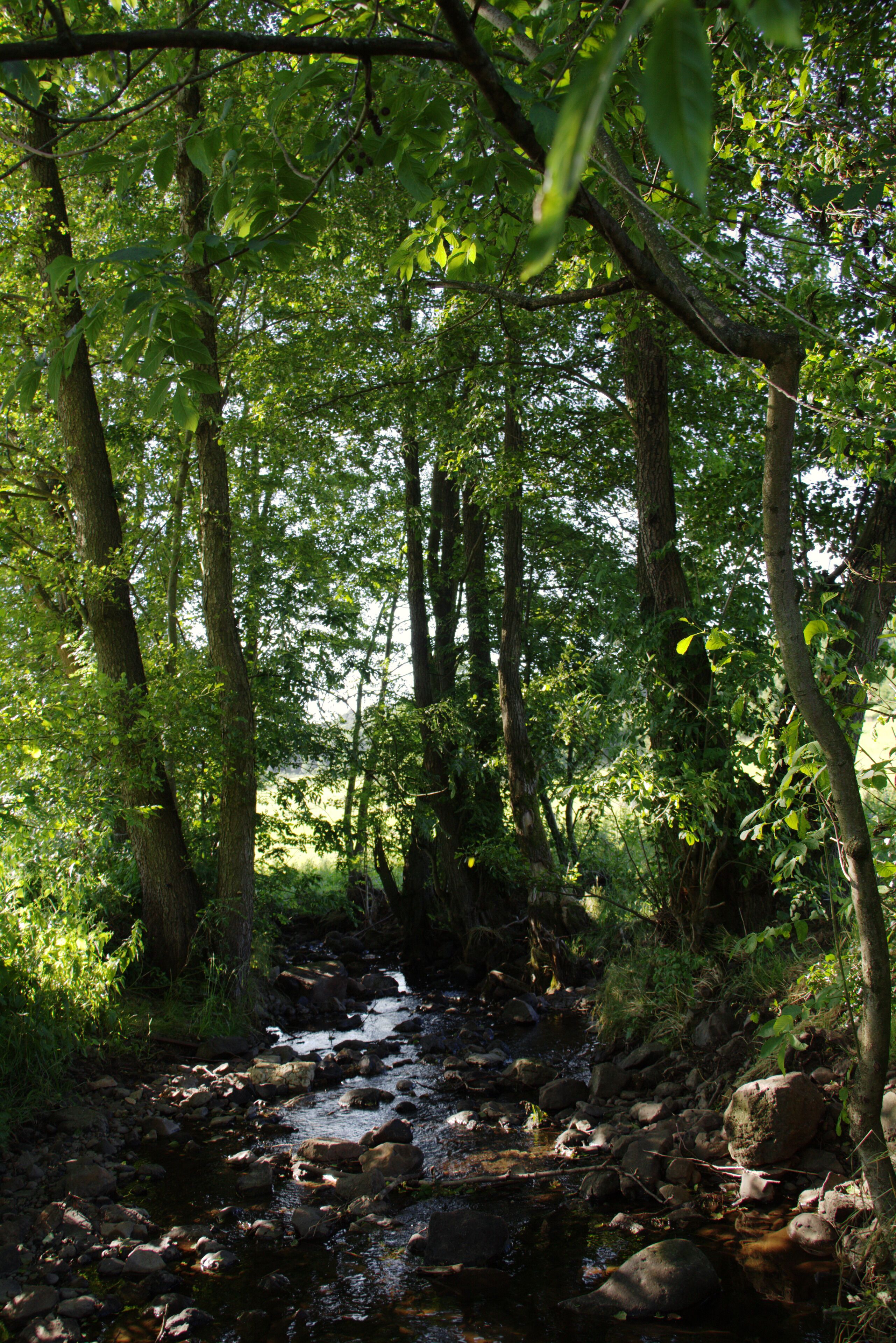River Gilgbach east Bobenhausen II, Ulrichstein, Hesse, Germany