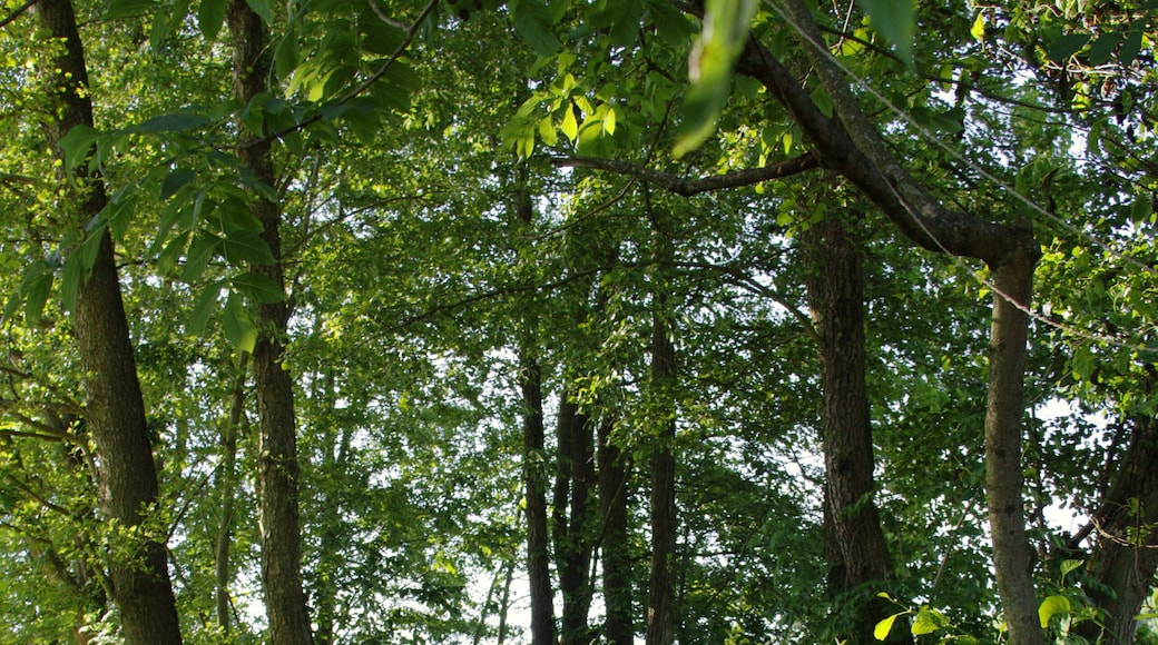 River Gilgbach east Bobenhausen II, Ulrichstein, Hesse, Germany