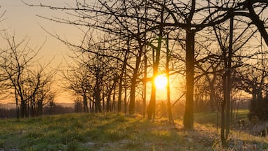 Apple trees in Altes Land, Niedersachen, Germany at sunset in winter