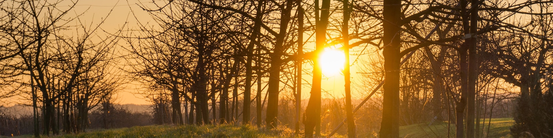 Apple trees in Altes Land, Niedersachen, Germany at sunset in winter