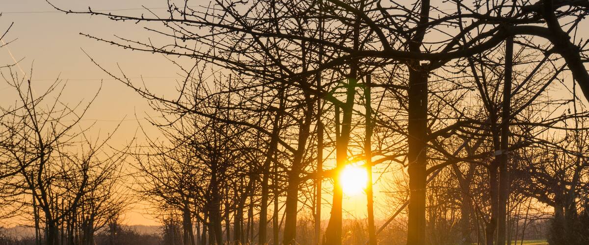 A sunset over a field of trees with the sun partially obscured by branches.