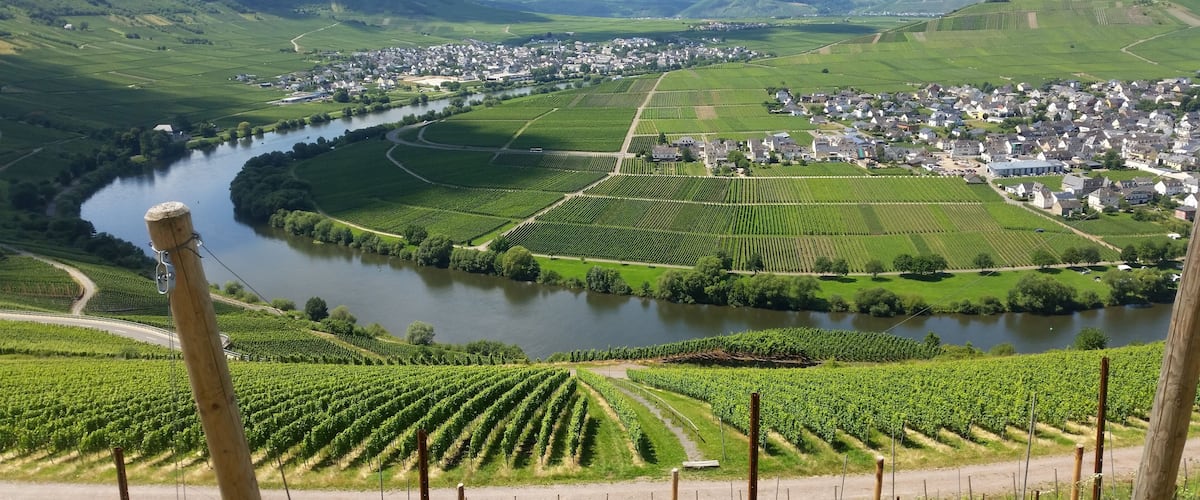 A river winding through a valley with vineyards and a town in the background.