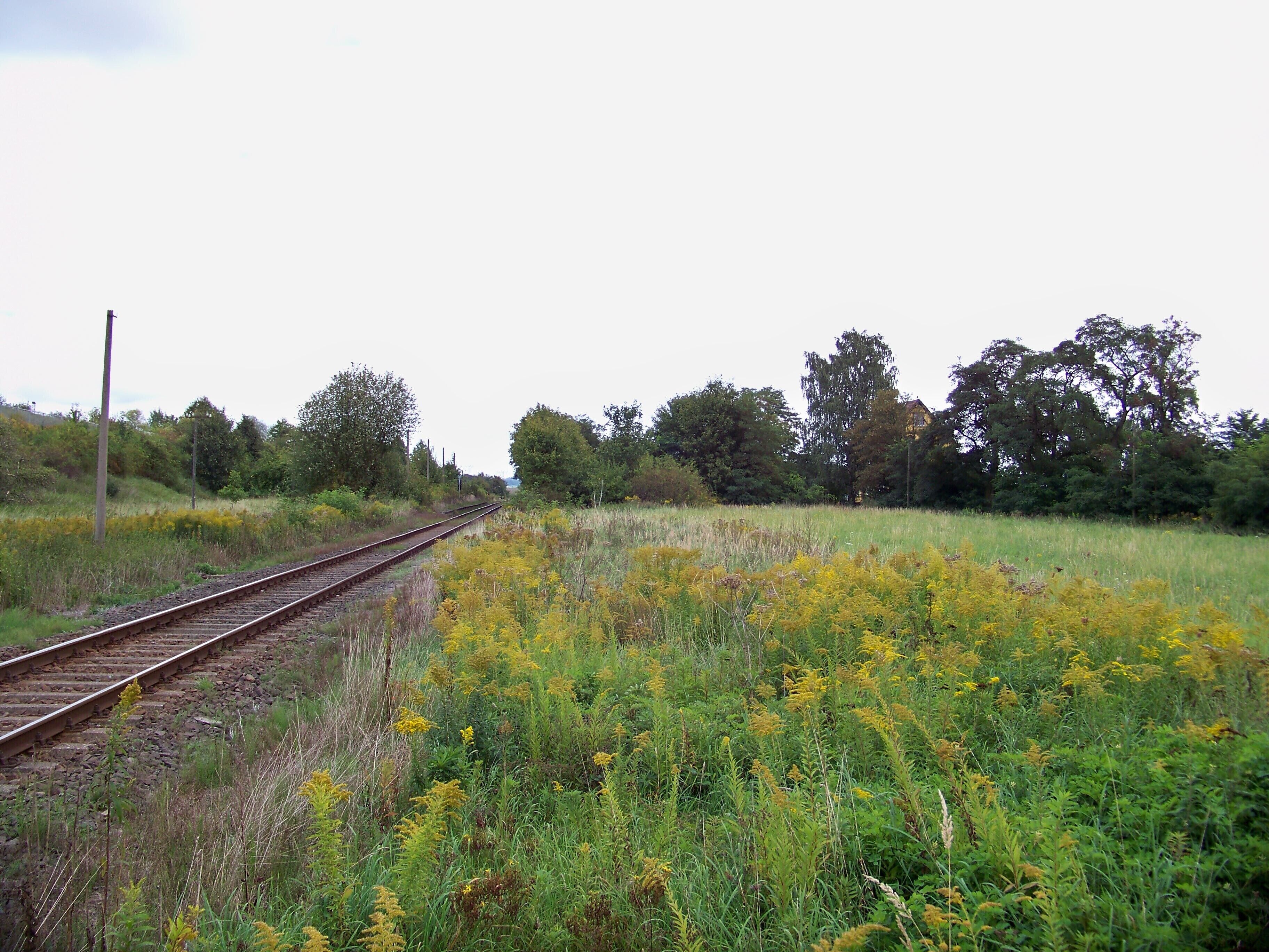 Blick auf den Bahnsteig des ehemaligen Haltepunktes Thallwitz (bis 1968 Bahnhof) an der Strecke Eilenburg-Wurzen (Personenverkehr 1978 eingestellt)