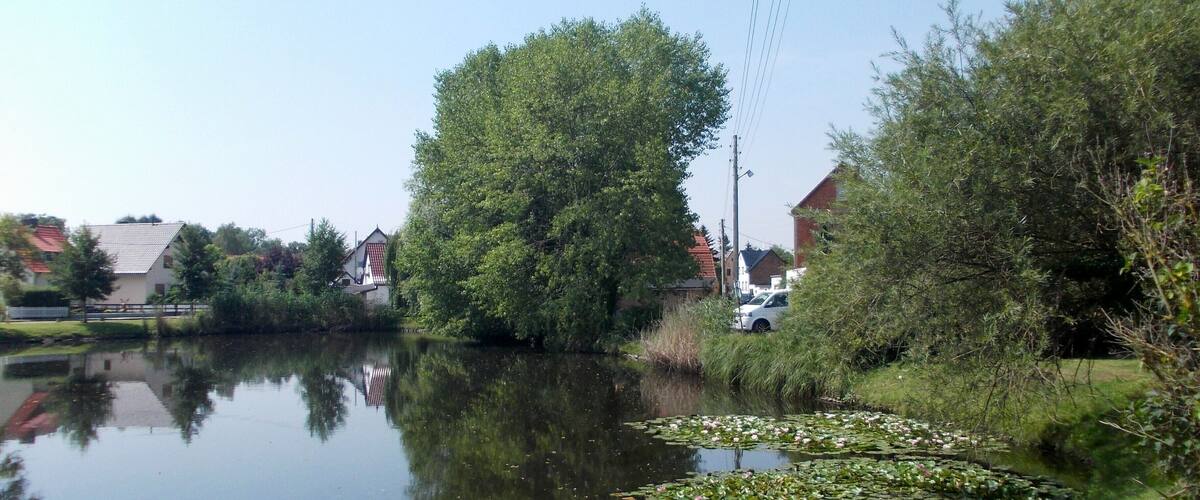 A calm river with lily pads, surrounded by trees and houses.