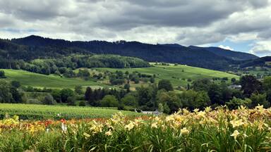 A lush valley with rolling hills, a dense forest, and a field of yellow flowers in the foreground.