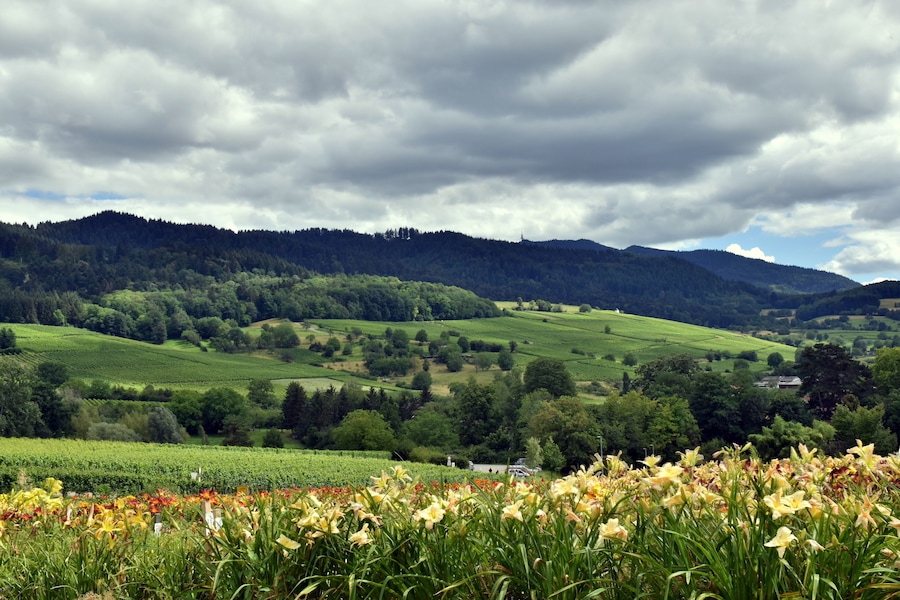 Sommerlandschaft in Laufen bei Sulzburg