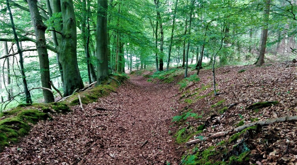 Bruchwald im Freidorfer Hachetal