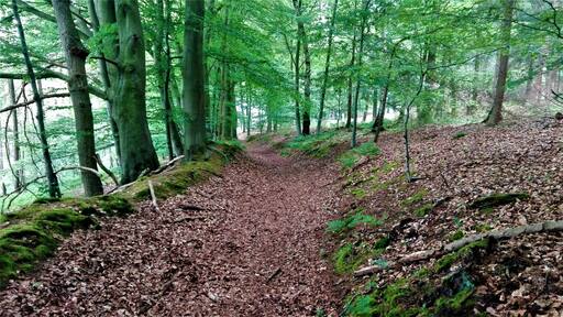 Bruchwald im Freidorfer Hachetal