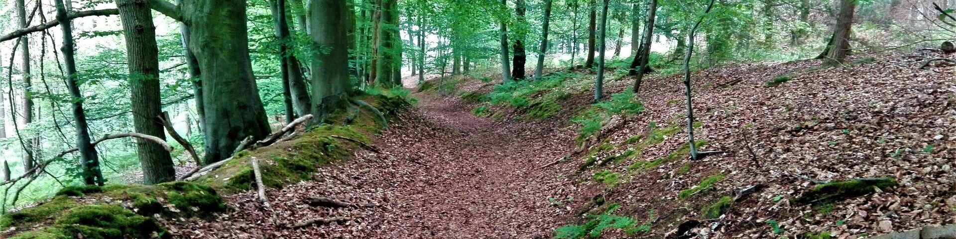 Bruchwald im Freidorfer Hachetal