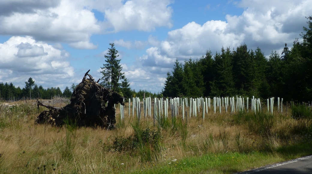 Idarwald - bei Stipshausen