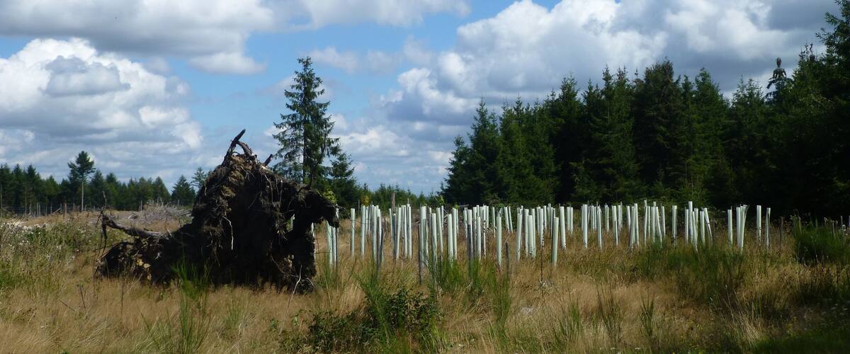 A forest with a fallen tree, a fence, and a road.