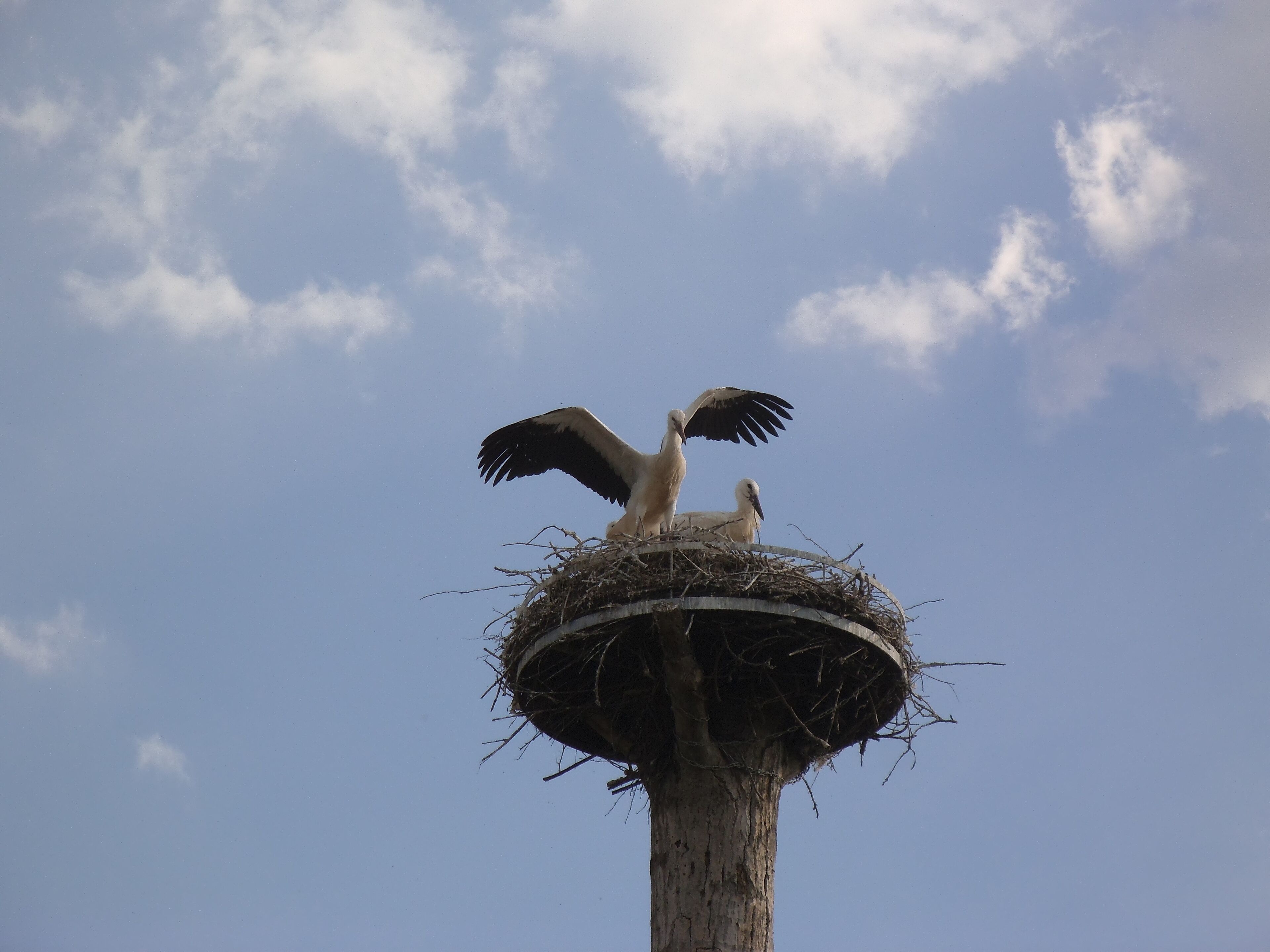 Störche - Steinmauern